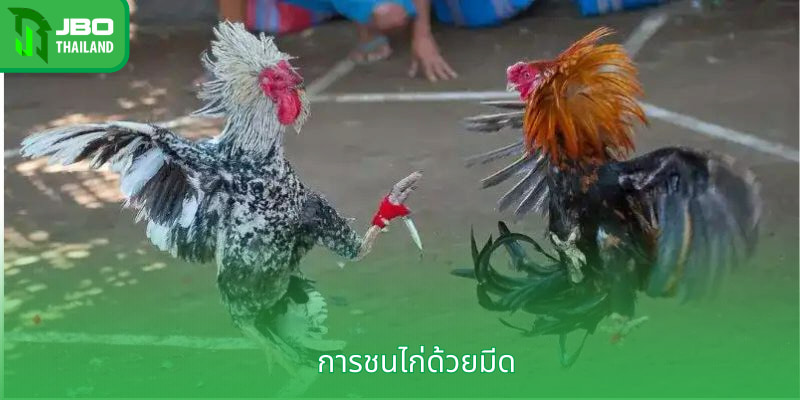 การชนไก่ด้วยมีด - การชนไก่ที่ตื่นเต้นเร้าใจ