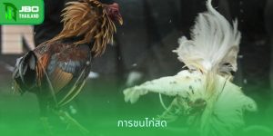 การชนไก่สด - ดูการชนไก่แบบ Full HD