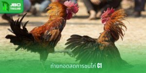 ถ่ายทอดสดการชนไก่ C1 - พบกับการแข่งขันที่ดุเดือดมากมาย
