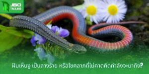 ฝันเห็นงู เป็นลางร้าย หรือโชคลาภที่ไม่คาดคิดกำลังจะมาถึง?