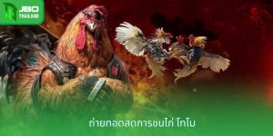 ถ่ายทอดสดการชนไก่ โทโม - ดื่มด่ำไปกับทุกการต่อสู้